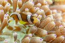 anemone closeup